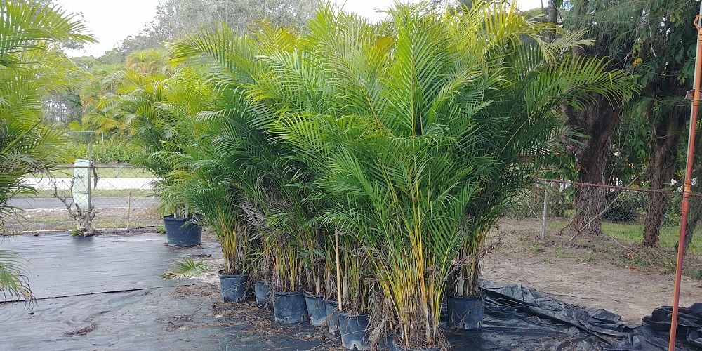 dypsis-lutescens-areca-palm