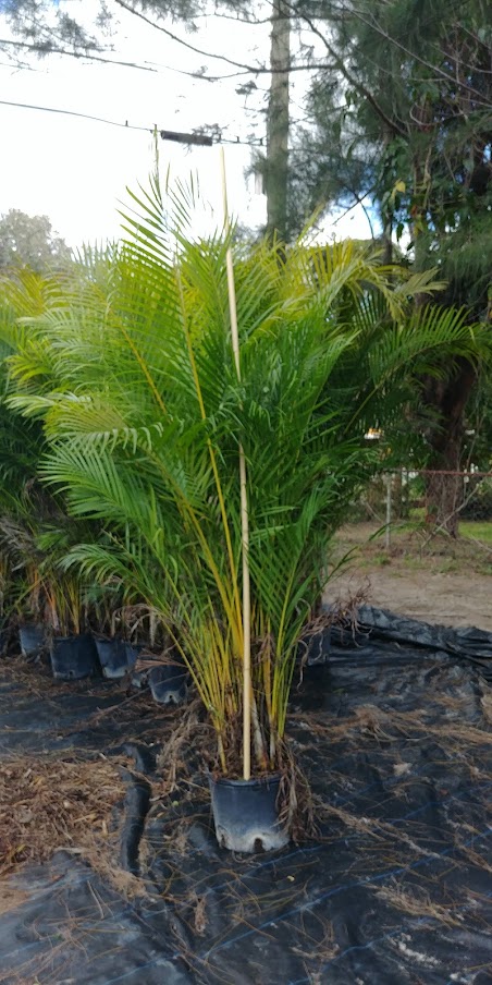dypsis-lutescens-areca-palm