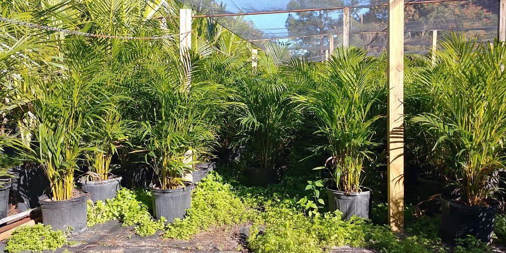 dypsis-lutescens-areca-palm