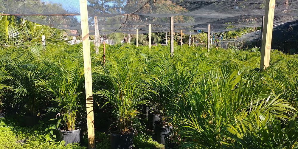 dypsis-lutescens-areca-palm