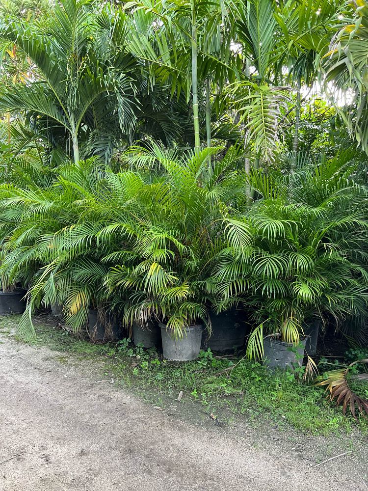 dypsis-lutescens-areca-palm