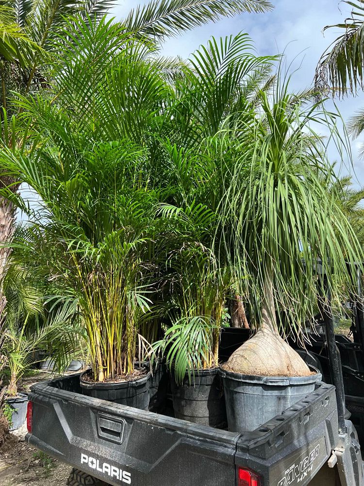 dypsis-lutescens-areca-palm