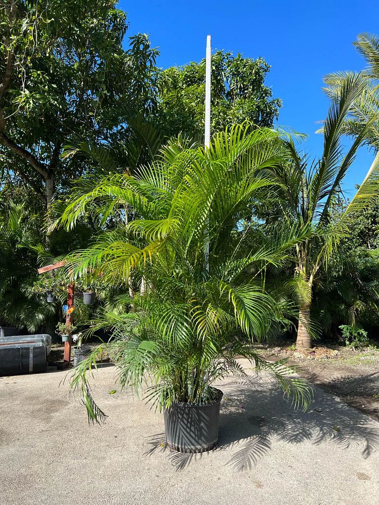 dypsis-lutescens-areca-palm