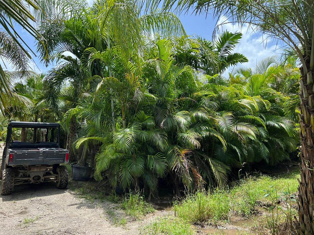 dypsis-lutescens-areca-palm