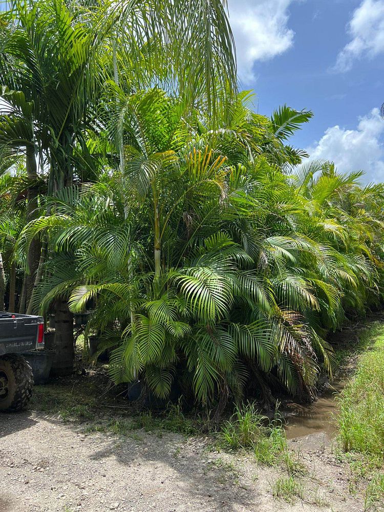 dypsis-lutescens-areca-palm