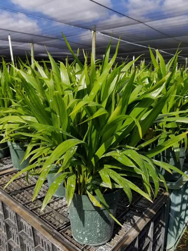 dypsis-lutescens-areca-palm