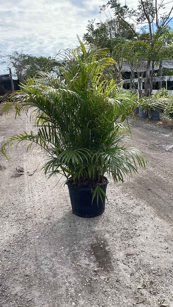 dypsis-lutescens-areca-palm