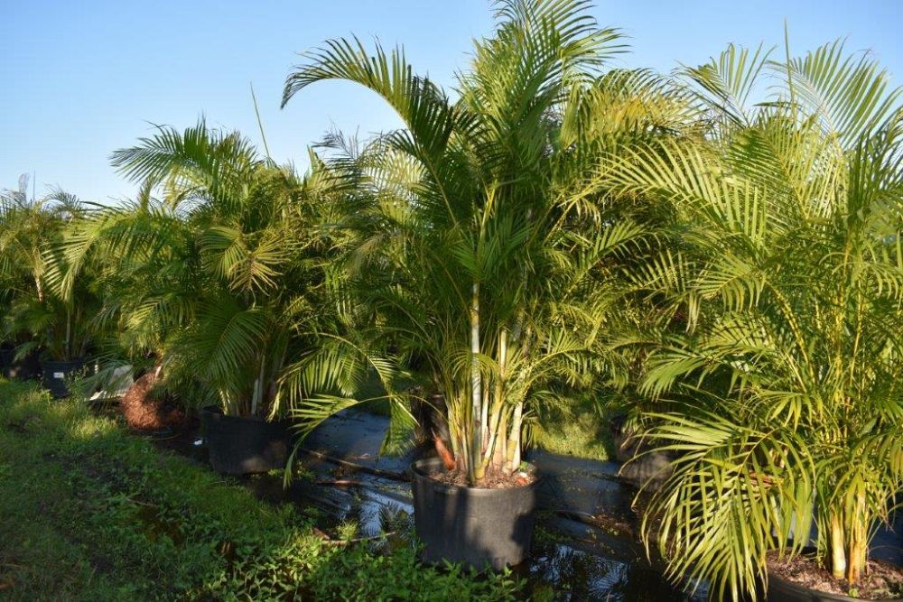 dypsis-lutescens-areca-palm