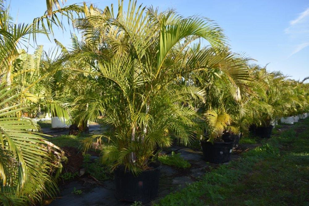 dypsis-lutescens-areca-palm