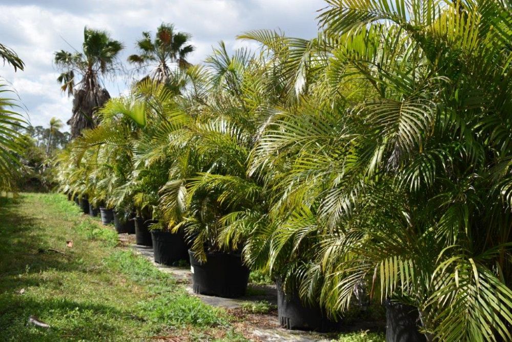 dypsis-lutescens-areca-palm