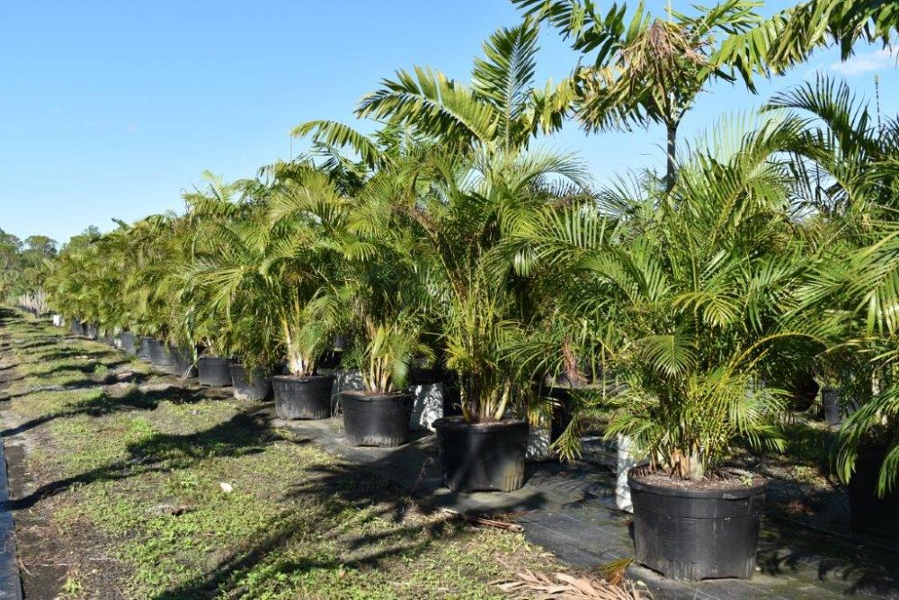 dypsis-lutescens-areca-palm
