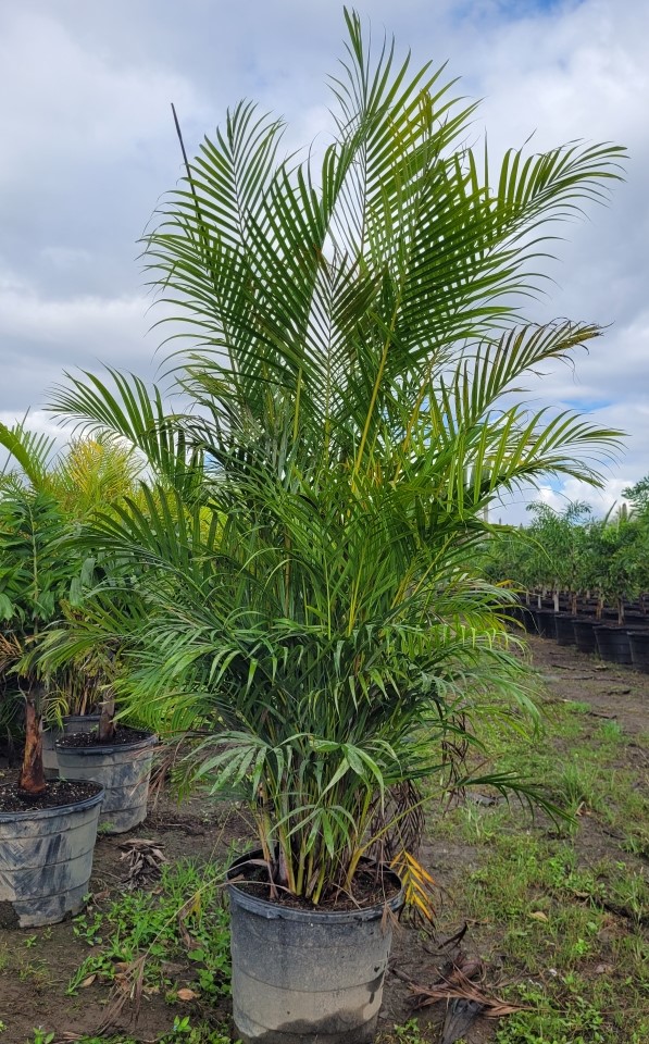 dypsis-lutescens-areca-palm