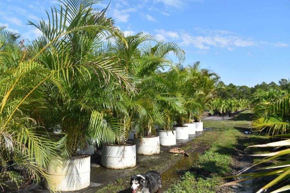 dypsis-lutescens-areca-palm