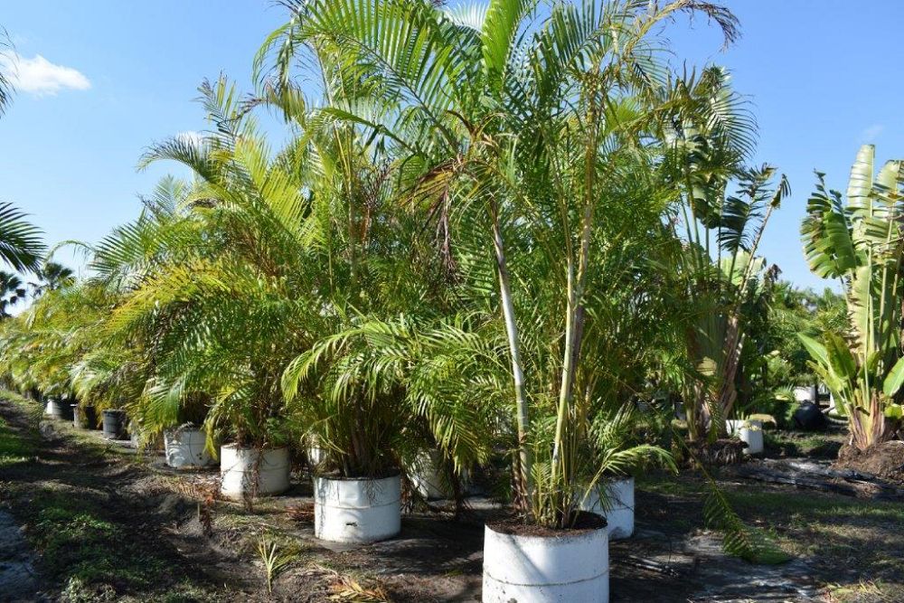 dypsis-lutescens-areca-palm