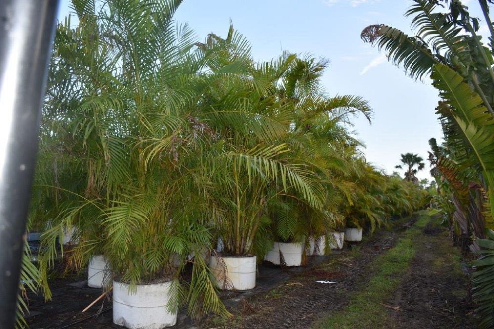 dypsis-lutescens-areca-palm