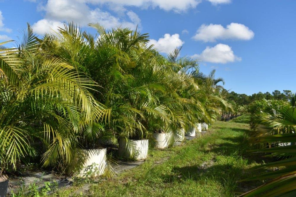 dypsis-lutescens-areca-palm