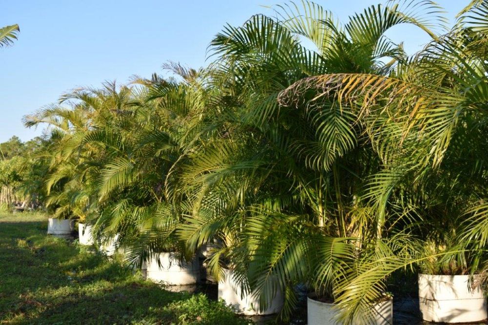 dypsis-lutescens-areca-palm