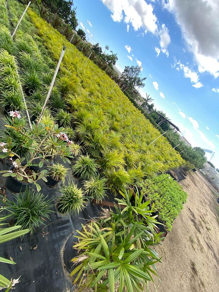 dypsis-lutescens-areca-palm