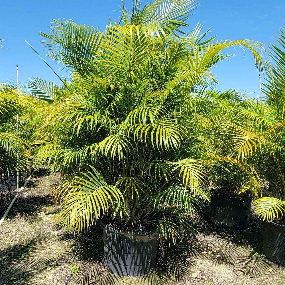 dypsis-lutescens-areca-palm