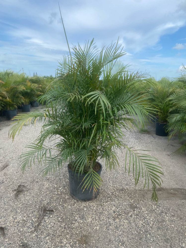 dypsis-lutescens-areca-palm