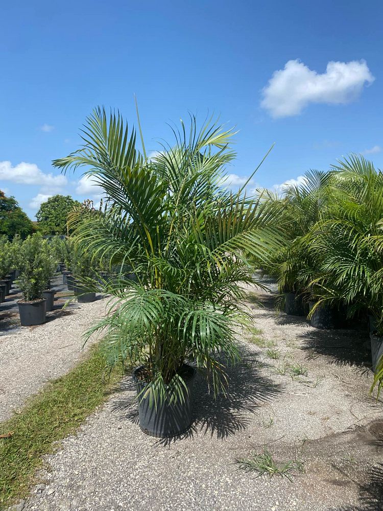 dypsis-lutescens-areca-palm