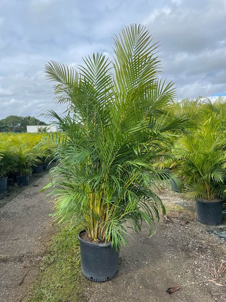dypsis-lutescens-areca-palm