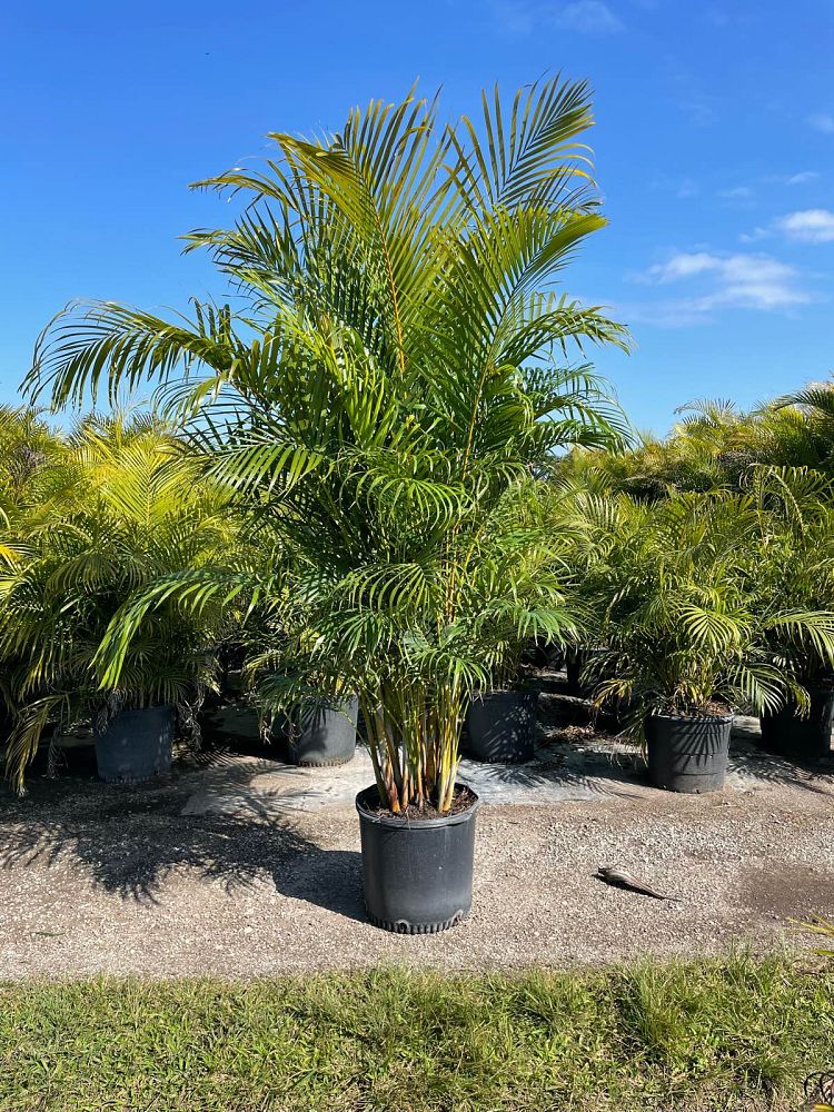 dypsis-lutescens-areca-palm
