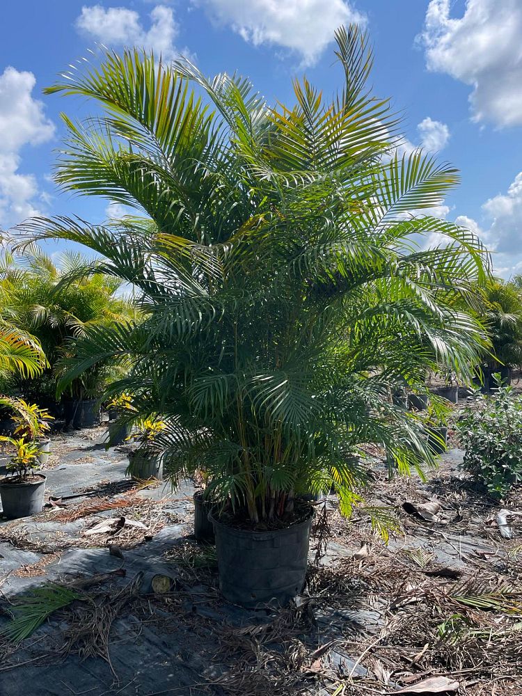 dypsis-lutescens-areca-palm