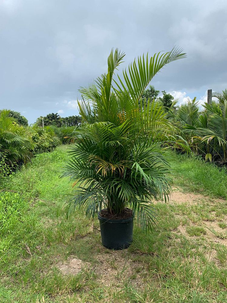 dypsis-lutescens-areca-palm
