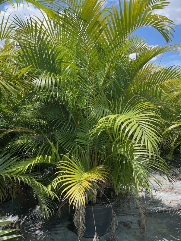 dypsis-lutescens-areca-palm