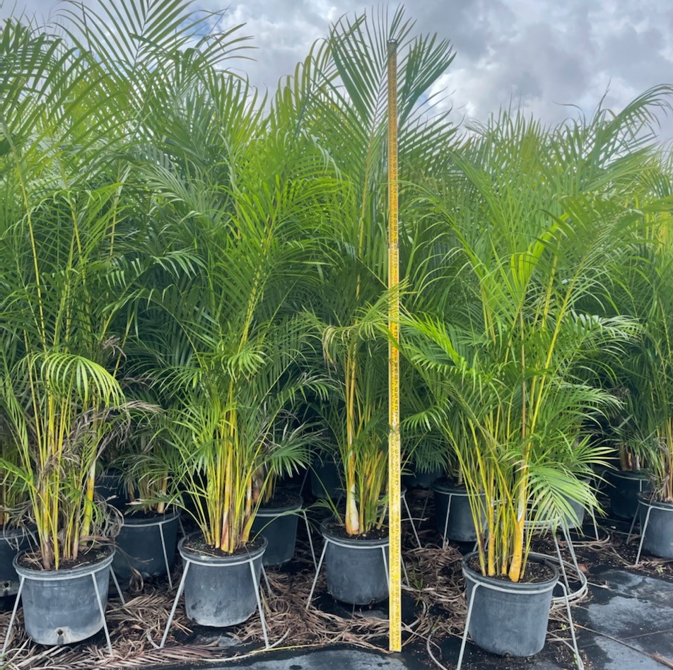 dypsis-lutescens-areca-palm