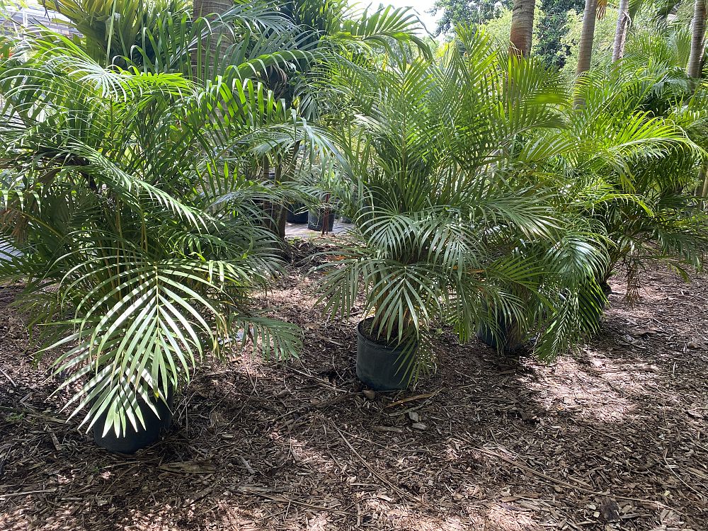 dypsis-lutescens-areca-palm