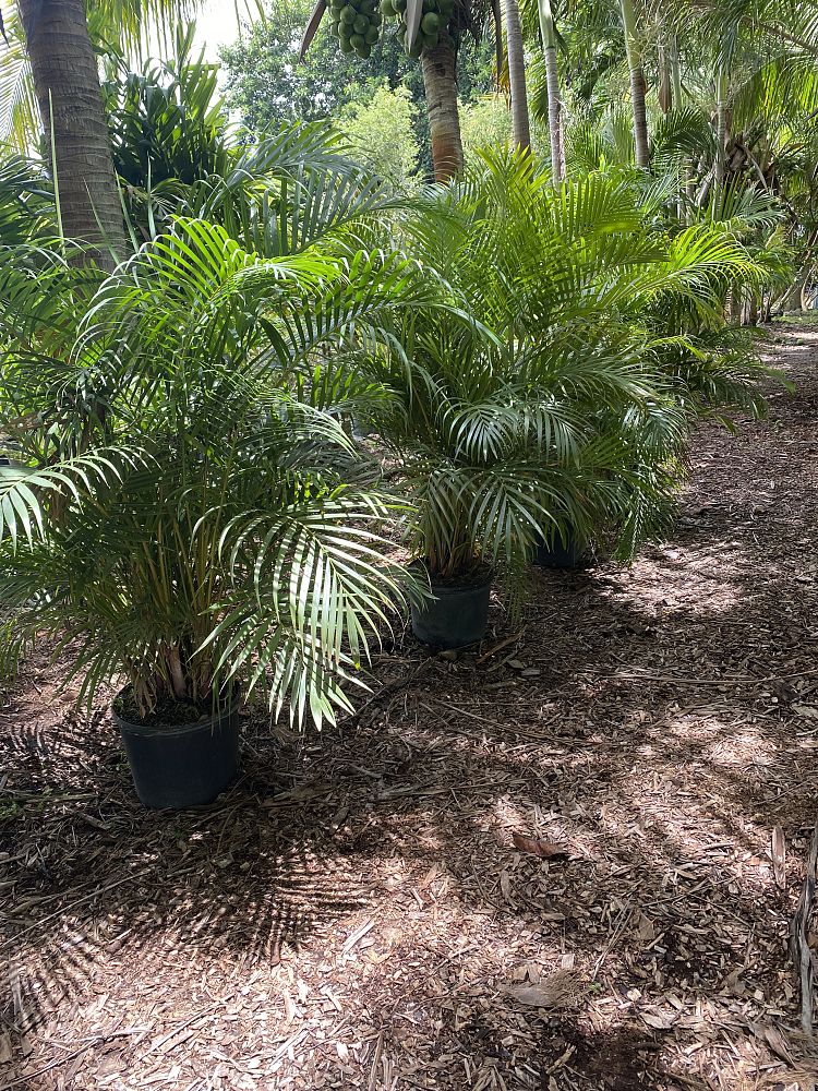 dypsis-lutescens-areca-palm
