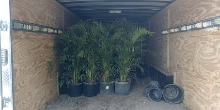 dypsis-lutescens-areca-palm