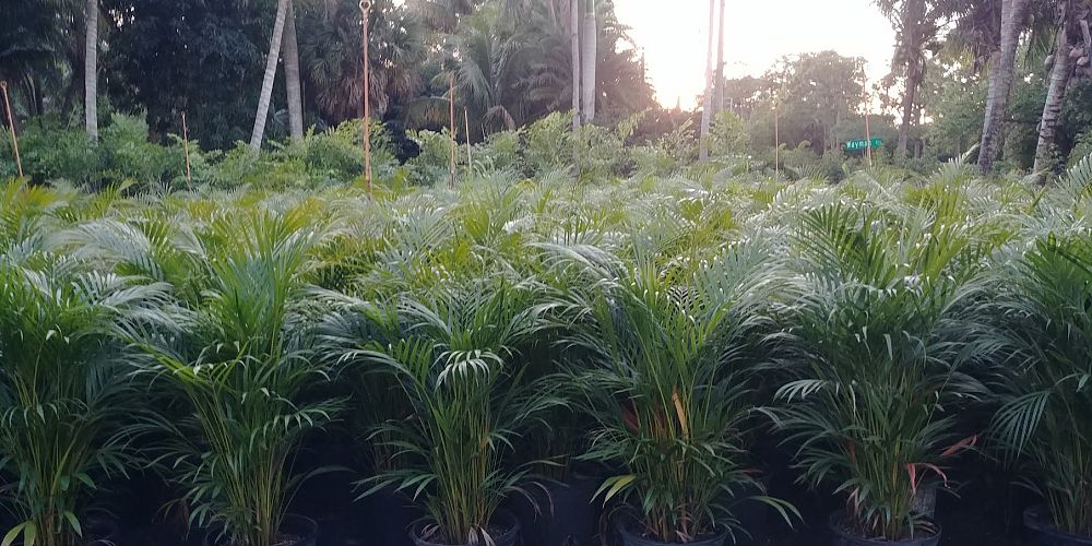 dypsis-lutescens-areca-palm