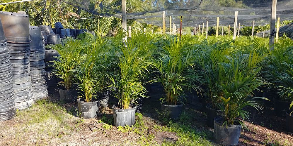 dypsis-lutescens-areca-palm
