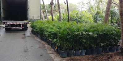 dypsis-lutescens-areca-palm