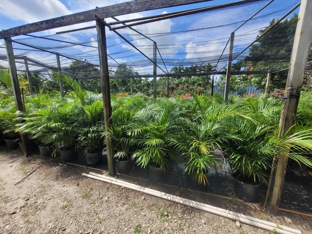 dypsis-lutescens-areca-palm
