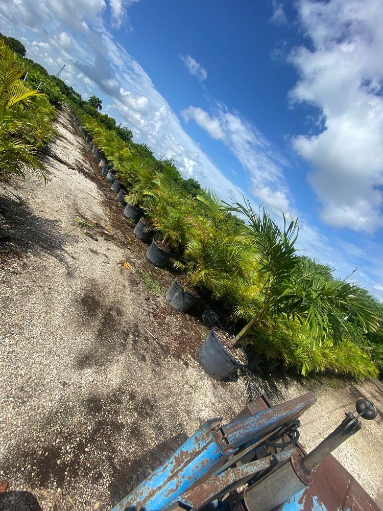 dypsis-lutescens-areca-palm