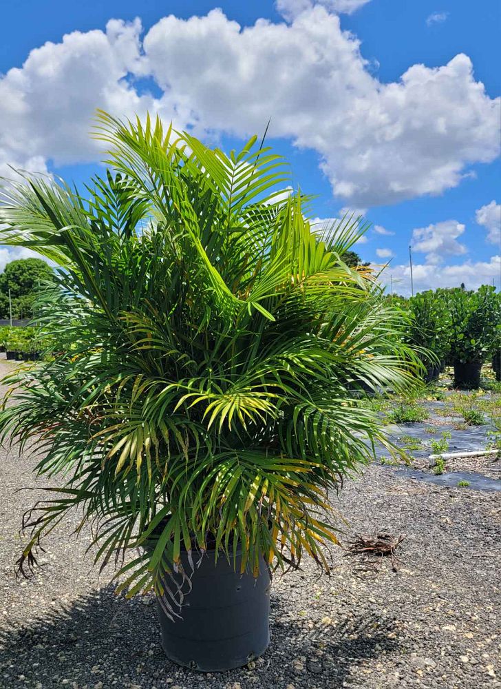 dypsis-lutescens-areca-palm