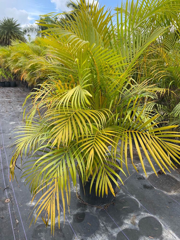 dypsis-lutescens-areca-palm