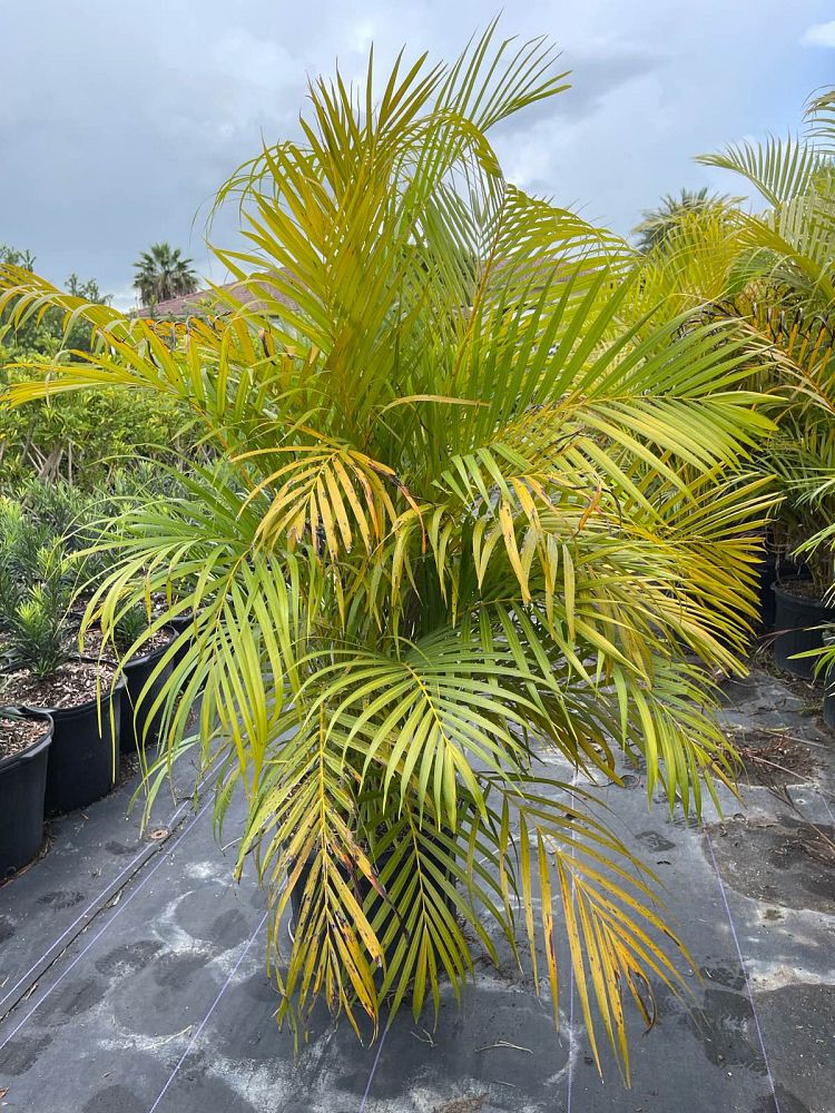 dypsis-lutescens-areca-palm