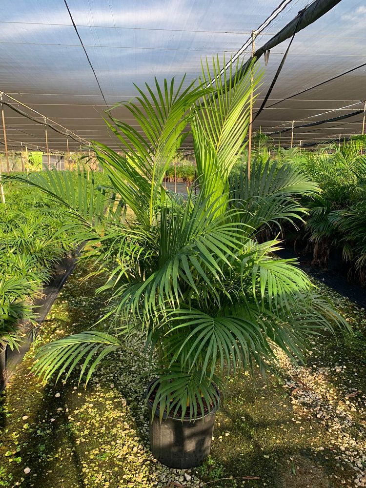 dypsis-lutescens-areca-palm