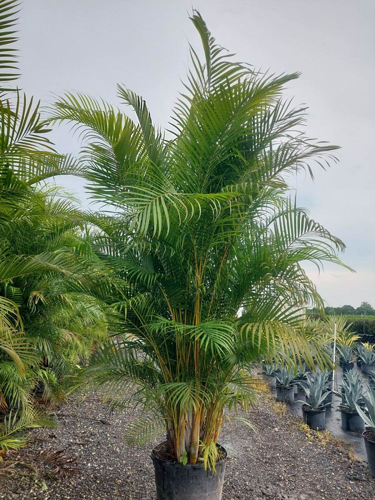 dypsis-lutescens-areca-palm