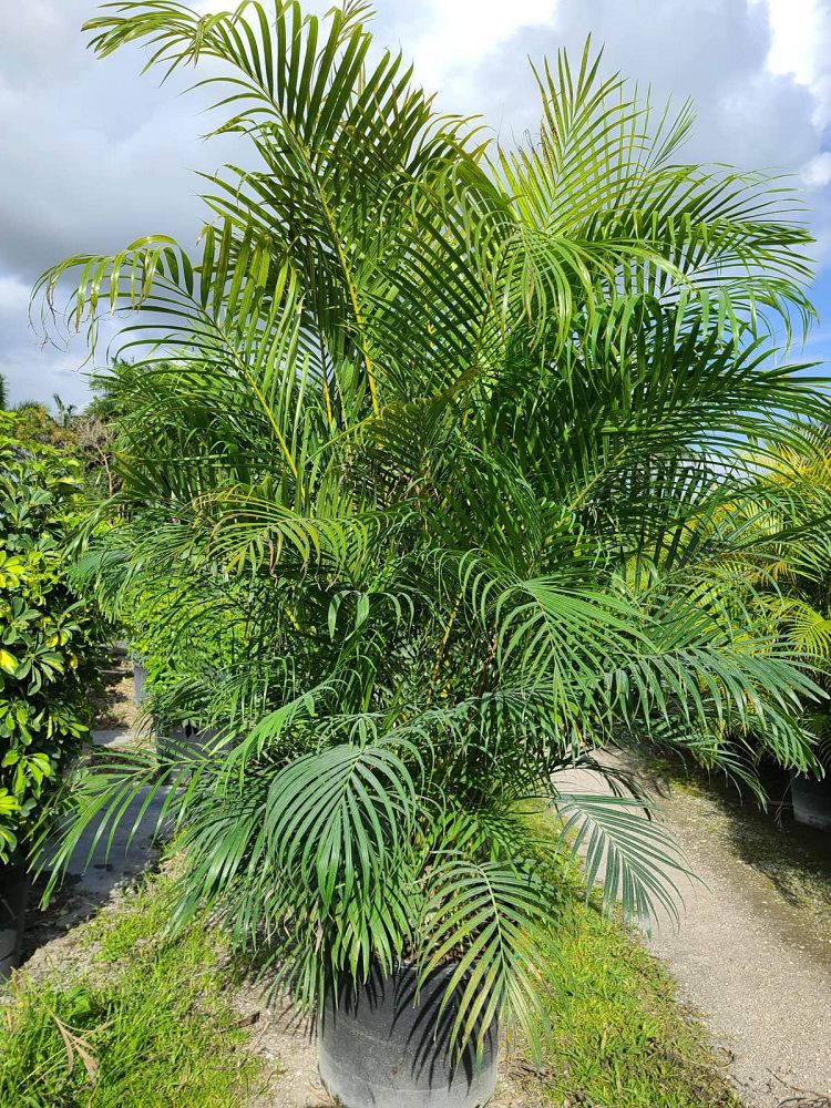 dypsis-lutescens-areca-palm