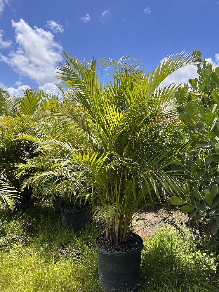 dypsis-lutescens-areca-palm