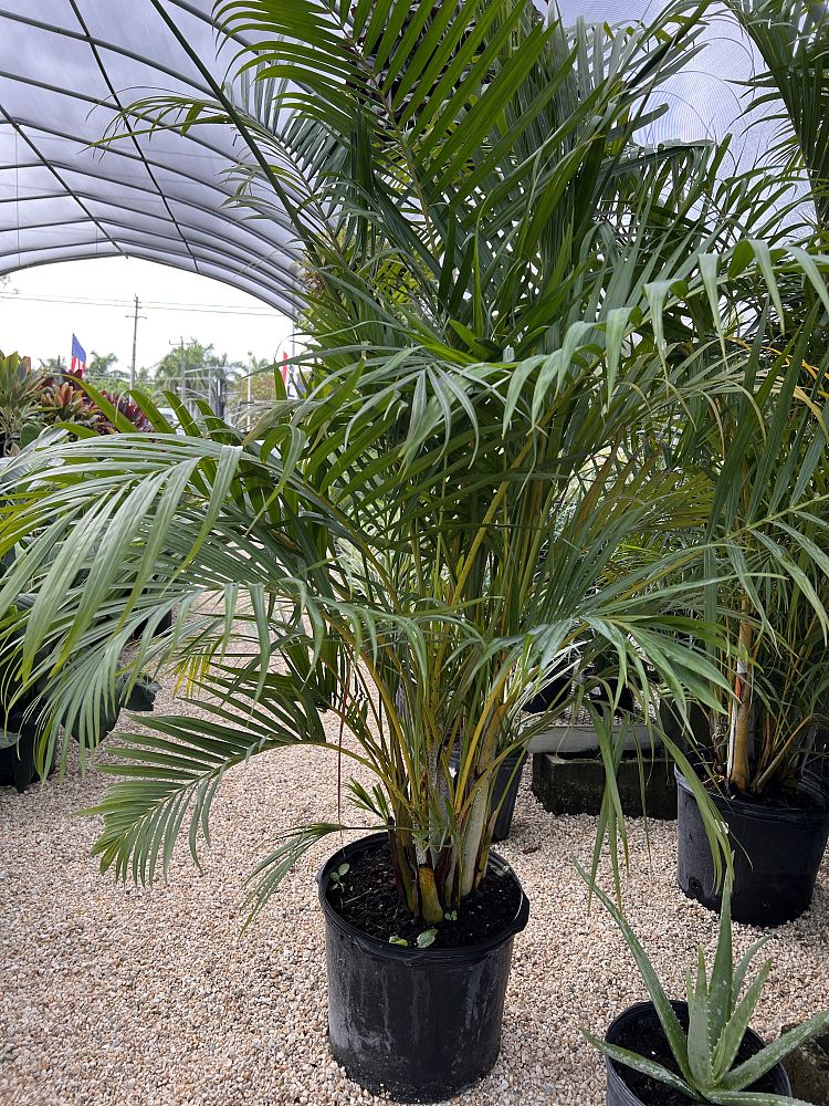 dypsis-lutescens-areca-palm