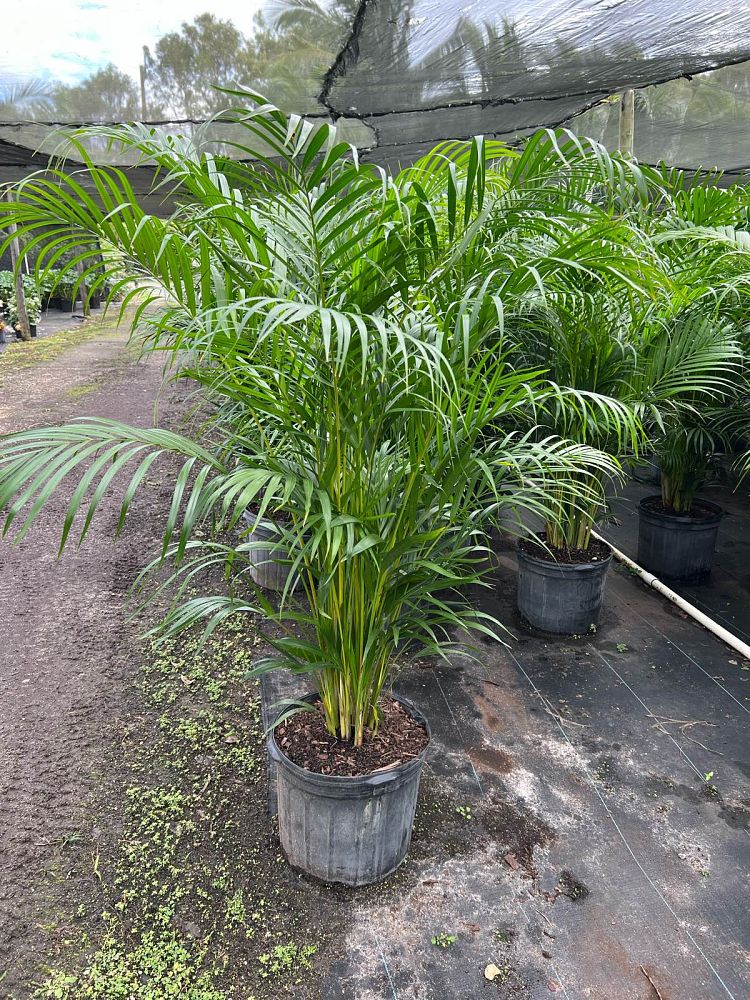 dypsis-lutescens-areca-palm