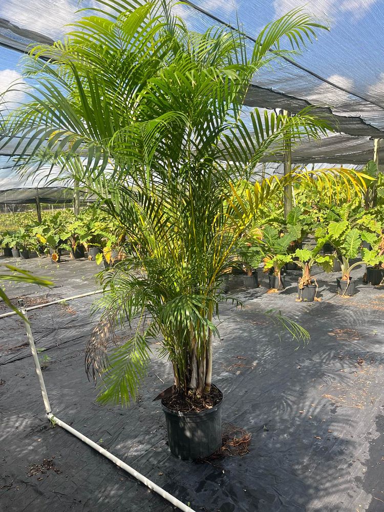 dypsis-lutescens-areca-palm