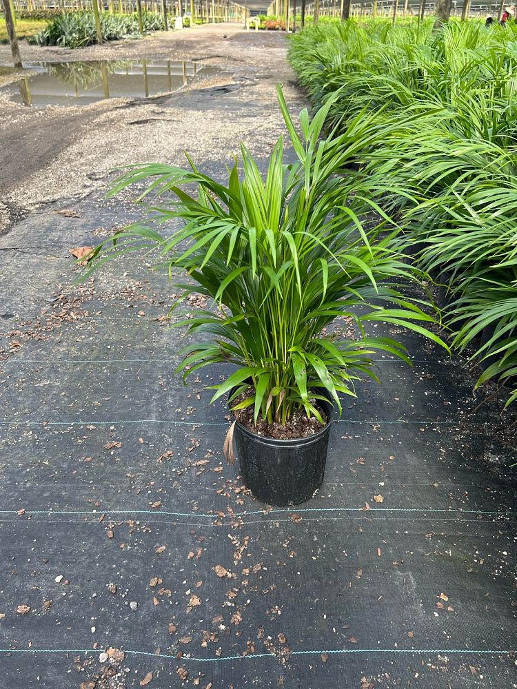 dypsis-lutescens-areca-palm